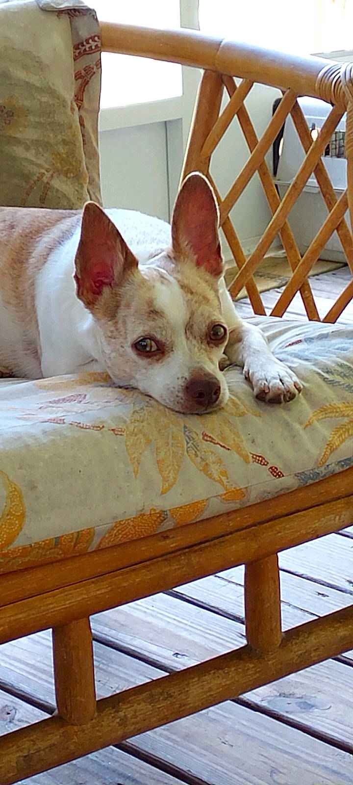 Mason is registered to the contest to win money with this photo: canidae, carnivore, chair, comfort, companion_dog, corgi_chihuahua, dog, dog_breed, fawn, hardwood, non_sporting_group, outdoor_furniture, snout, sporting_group, table, terrestrial_animal, toy_dog, whiskers, wood, working_animal