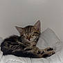 Angel a rejoint le concours — aidez-le/la à gagner de superbes lots ! bed, blanket, cat, closed_eyes, cozy, cute, ears, fur, indoor, kitten, nap, paw, pet, pillow, portrait, sleeping, small, stripes, tabby, white_wall