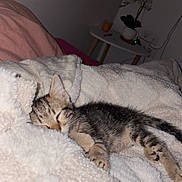 Angel participe au concours pour gagner de l'argent avec cette photo : bed, bedroom, blanket, cat, closeup, cozy, flash_photo, fur, indoor, kitten, nap, night, orchid, paw, pet, relaxed, side_table, sleeping, soft_texture, whiskers