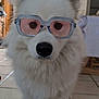 Woody a rejoint le concours — aidez-le/la à gagner de superbes lots ! dog, white, fluffy, glasses, indoor, floor, tile, nose, pet, animal, funny, portrait, closeup, house, room, ears, fur, cute, face, domestic