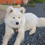 Woody a rejoint le concours — aidez-le/la à gagner de superbes lots ! dog, samoyed, white_fur, fluffy, outdoor, gravel, potted_plant, orange_wall, garden, pet, animal, canine, collar, relaxed, laying_down, cute, fur, nature, quiet, calm