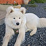 dog, samoyed, white_fur, fluffy, outdoor, gravel, potted_plant, orange_wall, garden, pet, animal, canine, collar, relaxed, laying_down, cute, fur, nature, quiet, calm