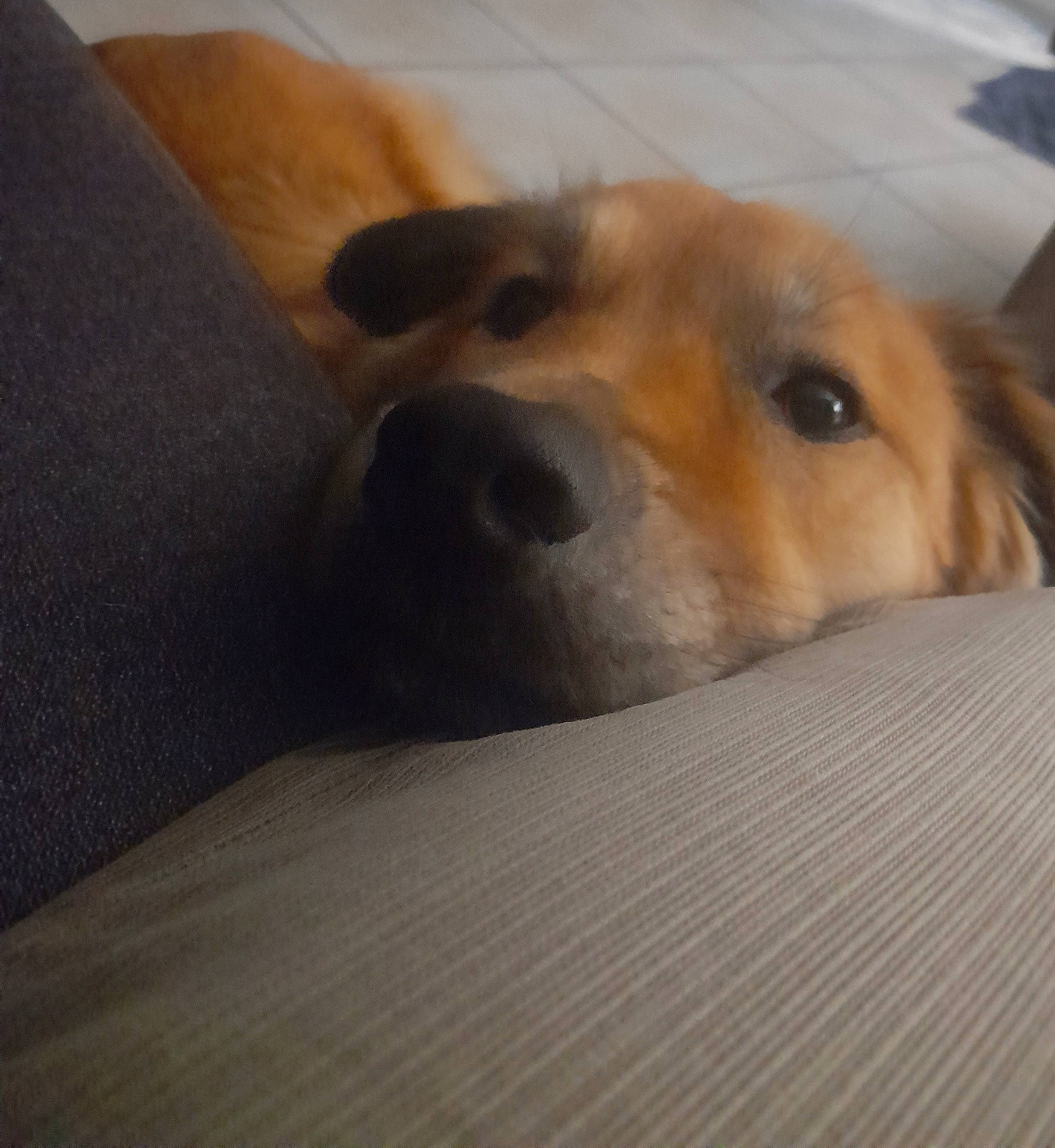 Rafale a rejoint le concours — aidez-le/la à gagner de superbes lots ! canidae, carnivore, comfort, companion_dog, dog, dog_breed, ear, fawn, flooring, fur, hardwood, paw, pet_supply, snout, sporting_group, tail, terrestrial_animal, whiskers, wood, working_animal