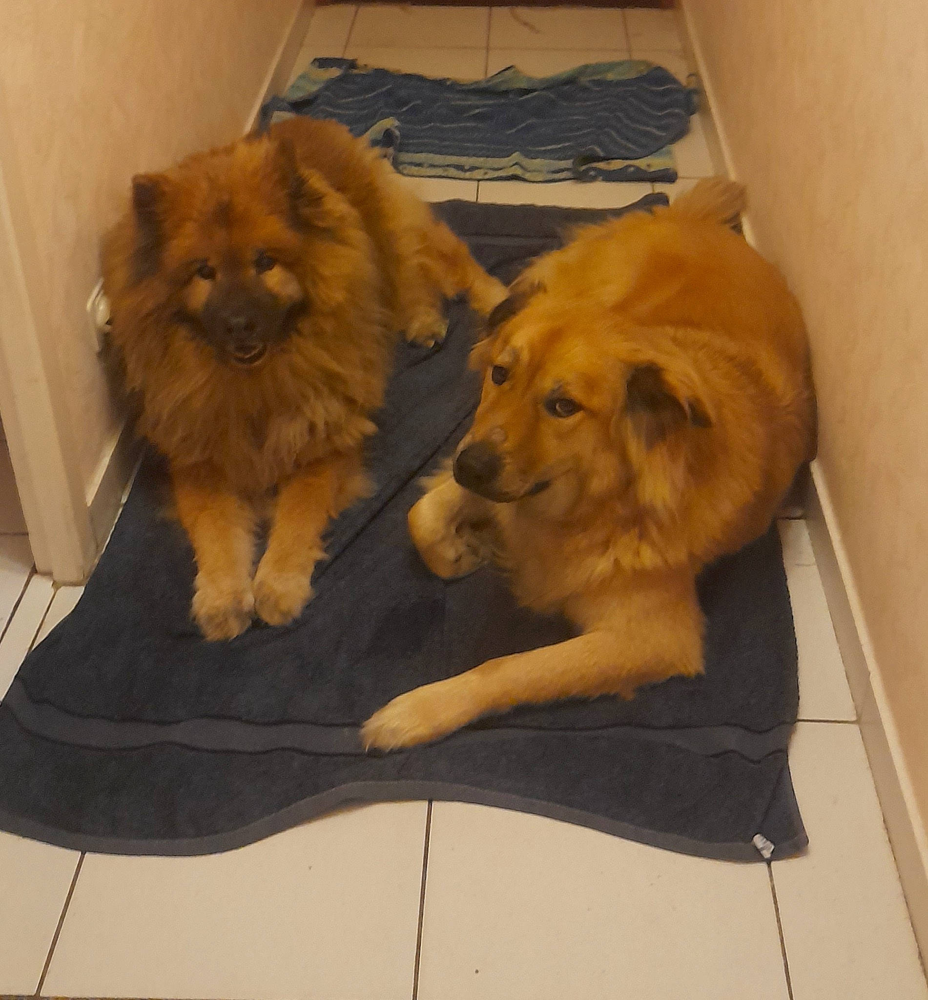 Rafale participe au concours pour gagner de l'argent avec cette photo : canidae, carnivore, comfort, companion_dog, dog, dog_breed, fawn, flooring, fur, german_spitz, gun_dog, hardwood, liver, non_sporting_group, paw, snout, sporting_group, toy_dog, wood, working_animal