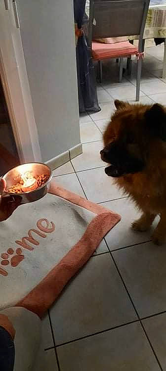 Isis participe au concours pour gagner de l'argent avec cette photo : carnivore, companion_dog, cuisine, dog, dog_breed, dog_supply, fawn, flooring, food, fur, ingredient, liver, pet_supply, sporting_group, sweetness, tail, thumb, toy_dog, wood, working_animal