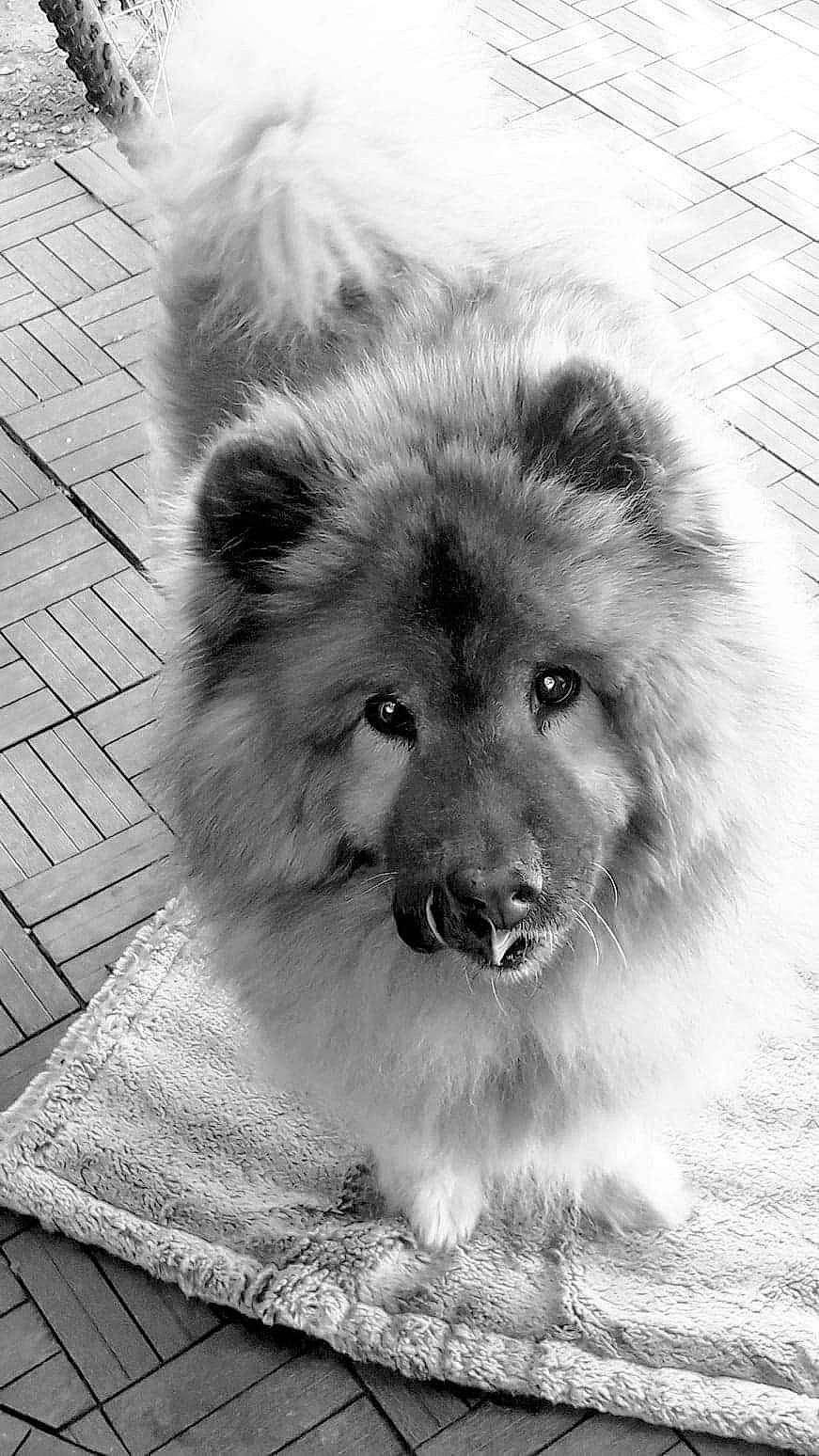 Isis participe au concours pour gagner de l'argent avec cette photo : ancient_dog_breeds, canidae, carnivore, companion_dog, dog, dog_breed, fur, german_spitz, german_spitz_klein, german_spitz_mittel, giant_dog_breed, monochrome, monochrome_photography, snout, spitz, sporting_group, water, whiskers, working_animal, working_dog