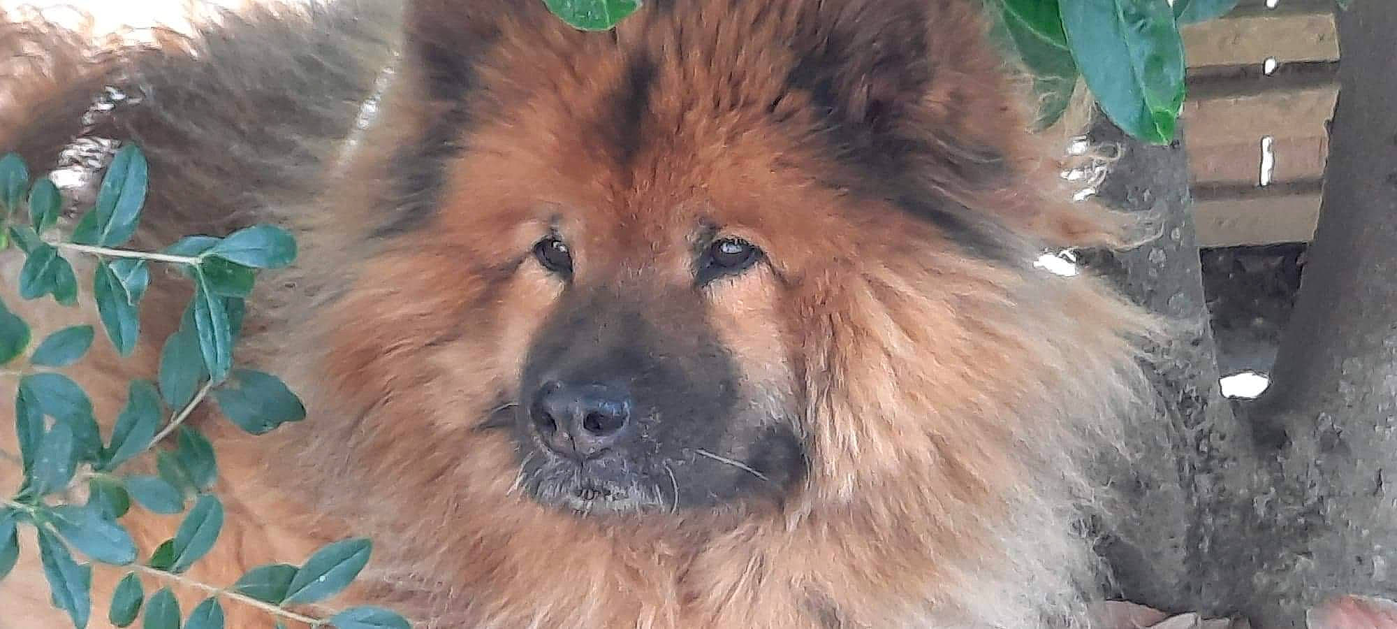 Isis a rejoint le concours — aidez-le/la à gagner de superbes lots ! ancient_dog_breeds, art, canidae, canis, carnivore, companion_dog, dog, dog_breed, fawn, fur, giant_dog_breed, non_sporting_group, snout, snow, sporting_group, terrestrial_animal, whiskers, wildlife, working_animal, working_dog