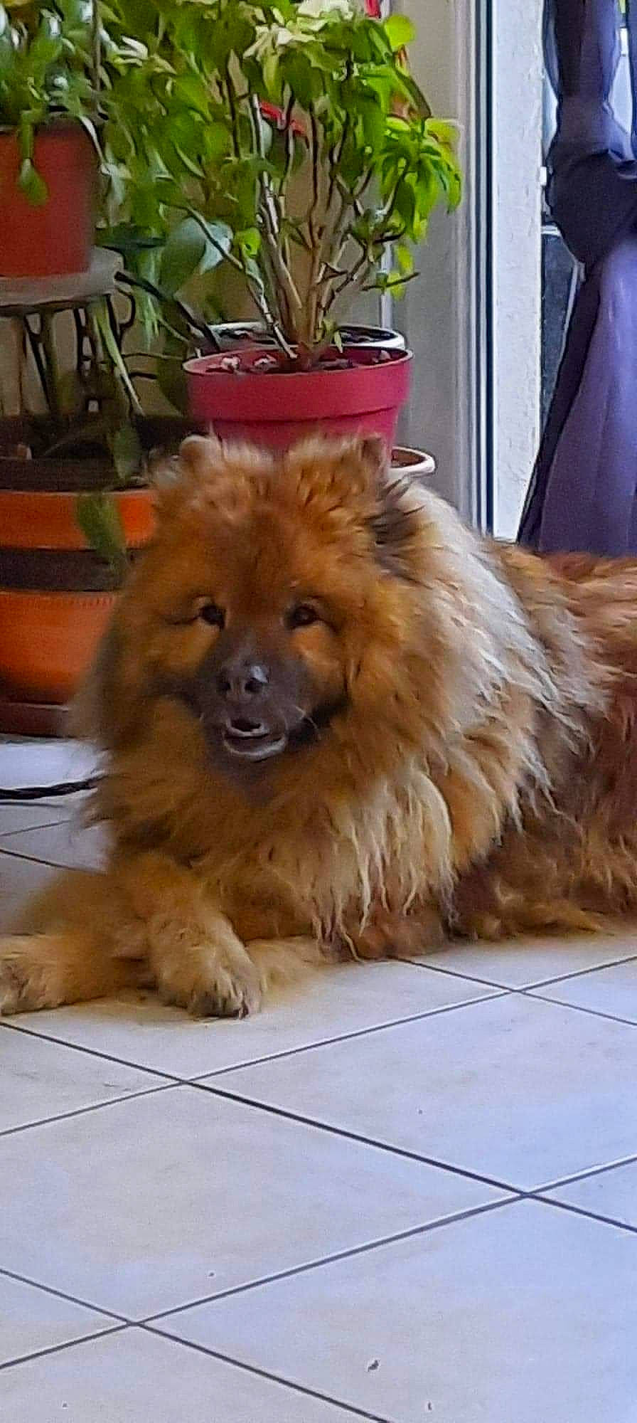 Isis a rejoint le concours — aidez-le/la à gagner de superbes lots ! canidae, carnivore, companion_dog, dog, dog_breed, fawn, flooring, flowerpot, fur, german_spitz, giant_dog_breed, houseplant, liver, plant, snout, spitz, sporting_group, terrestrial_animal, whiskers, working_animal