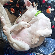 Luna Aka Moose joined the competition — help win amazing prizes! dog, puppy, sleeping, curled_up, collar, white_fur, brown_markings, blanket, cozy, resting, indoors, soft, cute, pet, animal, fur, relaxed, comfort, nap, paw