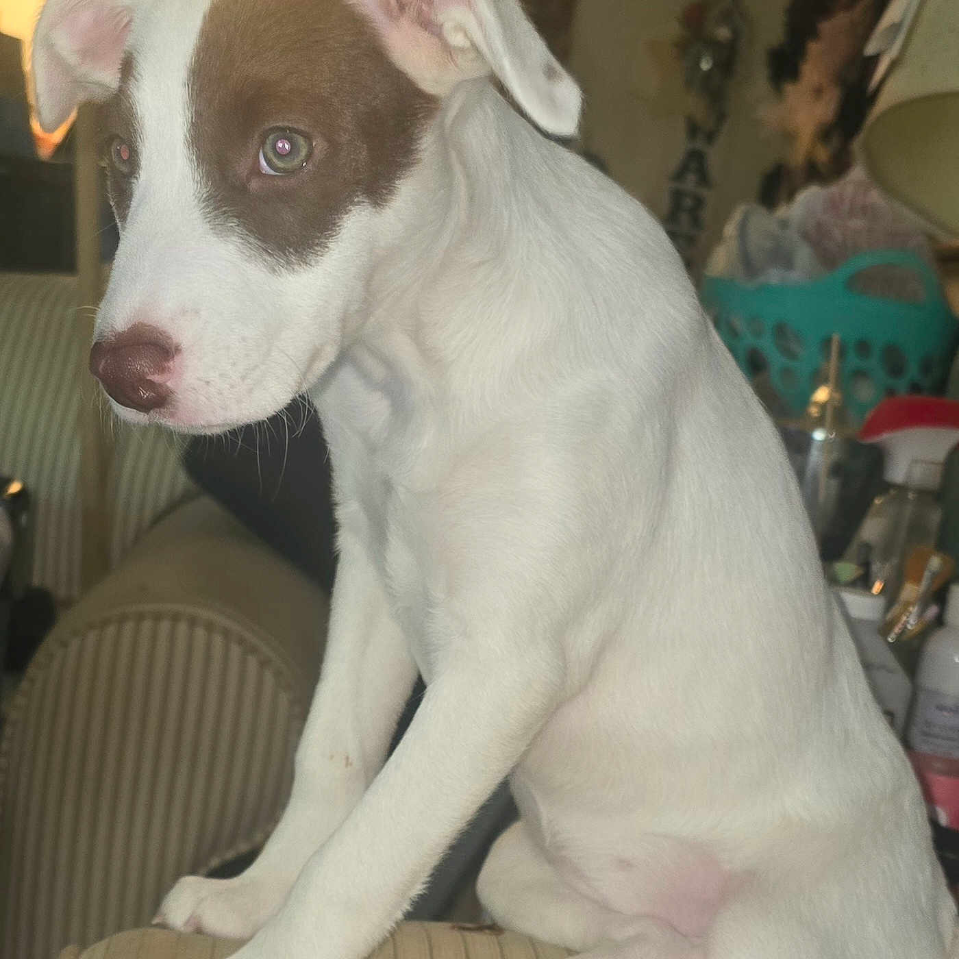 Luna Aka Moose joined the competition — help win amazing prizes! animal, brown_patch, canine, closeup, couch, curious, cute, dog, domestic_animal, furniture, household_items, indoor, paw, pet, pet_portrait, puppy, sitting, striped_couch, white_dog, young_dog