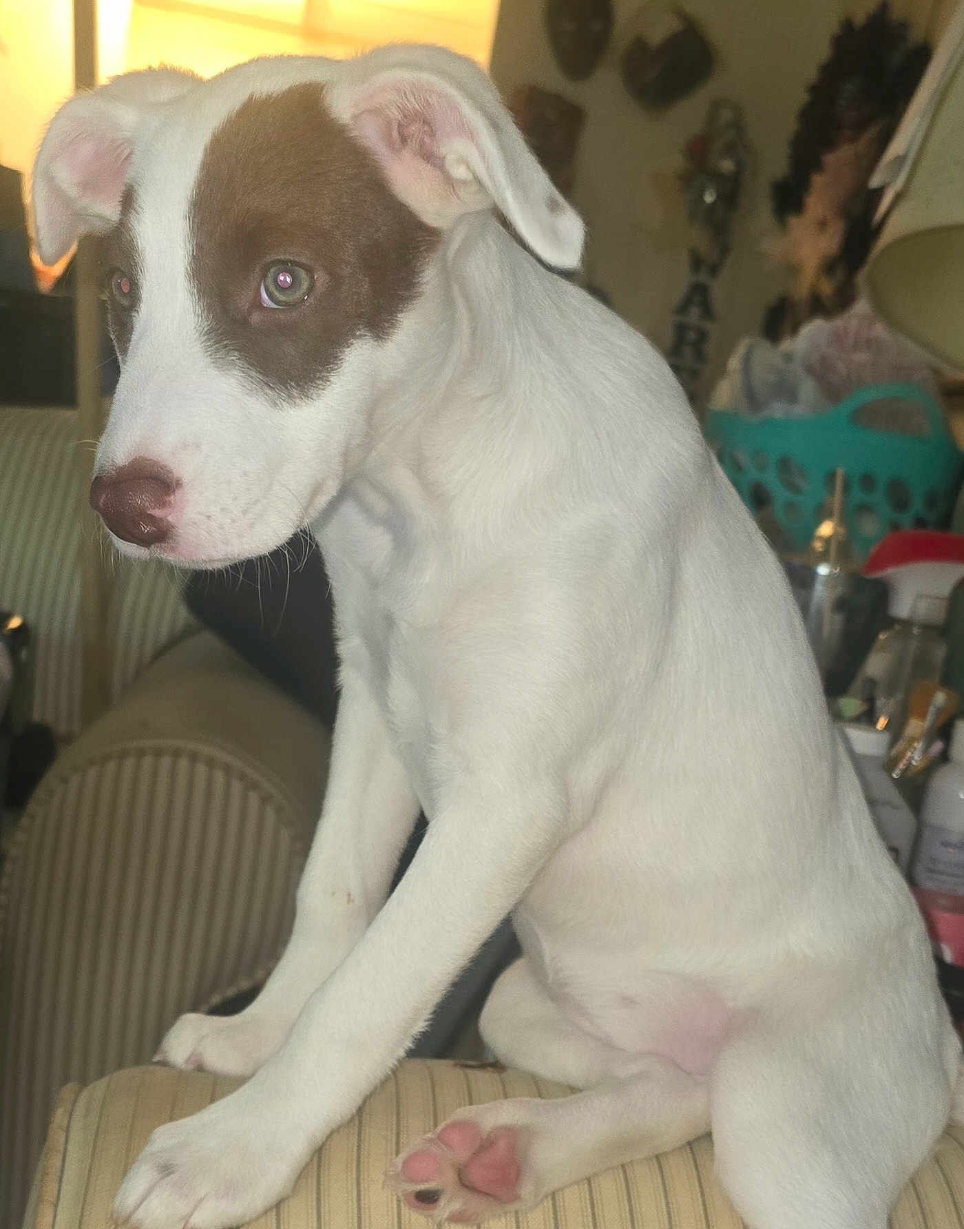 Luna Aka Moose joined the competition — help win amazing prizes! animal, brown_patch, canine, closeup, couch, curious, cute, dog, domestic_animal, furniture, household_items, indoor, paw, pet, pet_portrait, puppy, sitting, striped_couch, white_dog, young_dog