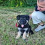 black_fur, brown_fur, casual_clothing, crouching, dog, friendship, grass, happy, leash, man, nature, outdoor, pet, puppy, shoes, short_hair, smile, sunlight, tongue_out, trees