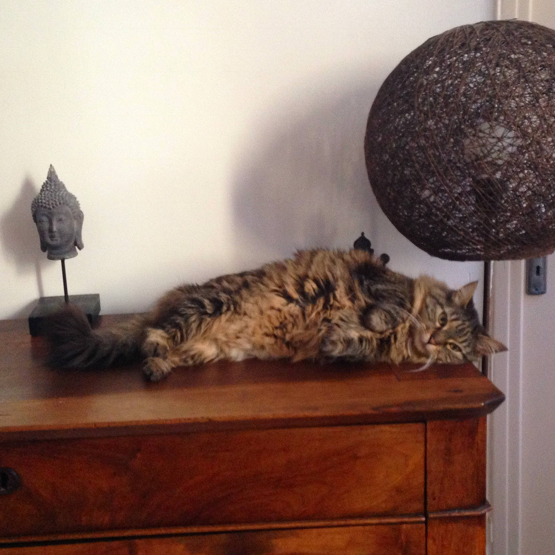 Pépita a rejoint le concours — aidez-le/la à gagner de superbes lots ! bengal, carnivore, cat, felidae, floor, fur, furniture, interior_design, lighting_accessory, room, shelf, small_to_medium_sized_cats, whiskers, wood