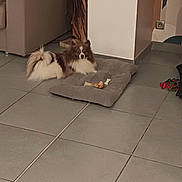 Ulysse participe au concours pour gagner de l'argent avec cette photo : dog, small_dog, fluffy, brown_and_white, pet_bed, cushion, bone, tile_floor, living_room, sofa, pillow, toy, indoor, cozy, home_interior, decor, wooden_pole, electrical_outlet, alert, portrait