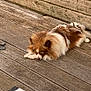 Ulysse a rejoint le concours — aidez-le/la à gagner de superbes lots ! dog, pomeranian, small_dog, fluffy, fur, sleeping, resting, porch, wooden_deck, planks, outdoor, pet, brown_and_white, closeup, relaxed, daylight, floor, canine, quiet, home