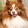 Ulysse participe au concours pour gagner de l'argent avec cette photo : dog, pomeranian, fluffy, long_hair, brown_and_white, portrait, close_up, tongue_out, eyes, nose, fur, whiskers, cute, pet, studio, indoor, groomed, soft_light, smiling, face