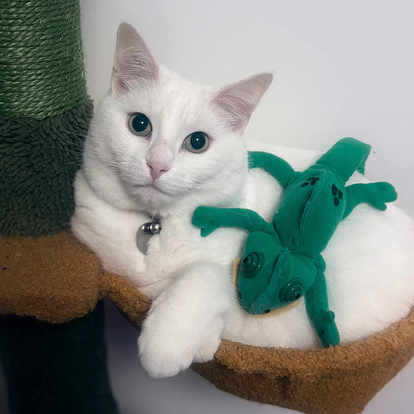Sunaa participe au concours pour gagner de l'argent avec cette photo : cat, white_cat, pet, indoor, plush_toy, green_toy, lizard_toy, collar, bell, fur, cute, relaxed, perch, scratching_post, animal, closeup, portrait, feline, toy, companionship
