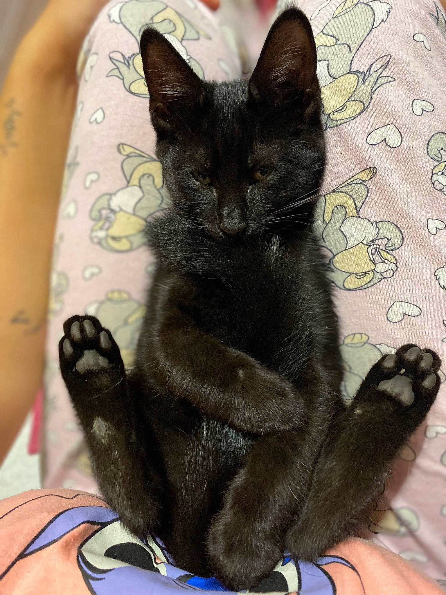 Palma participe au concours pour gagner de l'argent avec cette photo : black_cat, bombay, carnivore, cat, claw, comfort, domestic_short_haired_cat, electric_blue, eye, felidae, foot, fur, gesture, grey, human_leg, paw, small_to_medium_sized_cats, snout, tail, whiskers