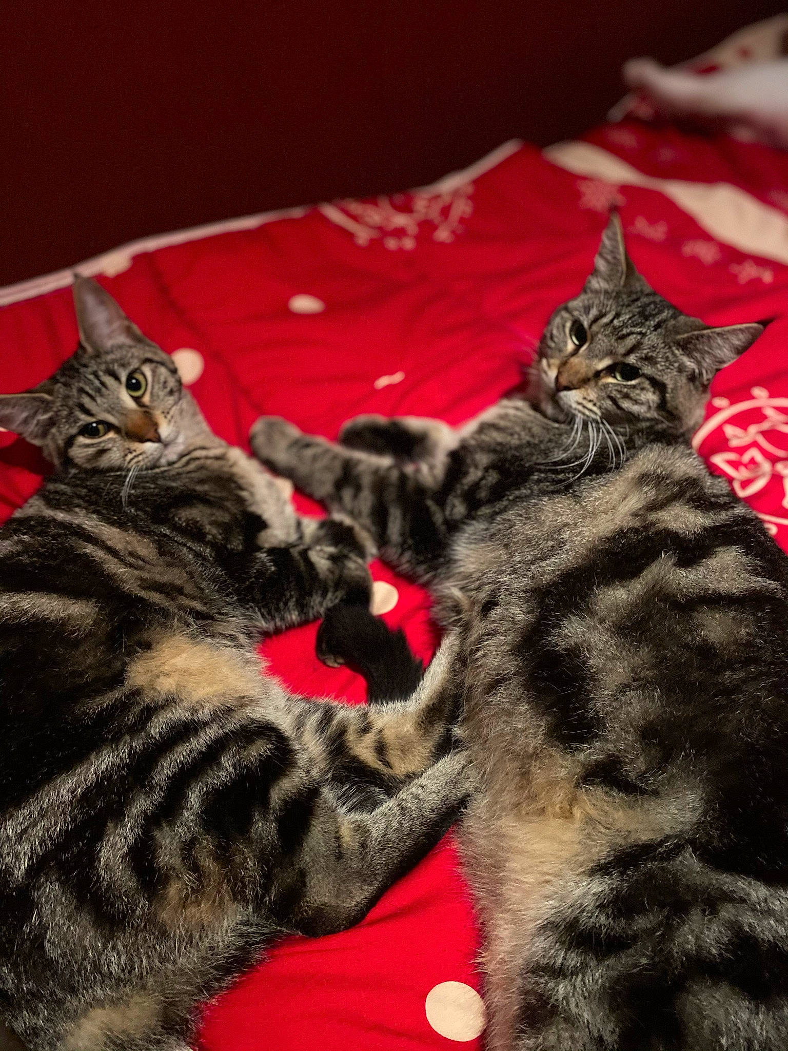 Palma a rejoint le concours — aidez-le/la à gagner de superbes lots ! carnivore, cat, claw, comfort, domestic_short_haired_cat, event, facial_expression, felidae, fur, grey, pattern, paw, photo_caption, small_to_medium_sized_cats, snout, tail, terrestrial_animal, whiskers