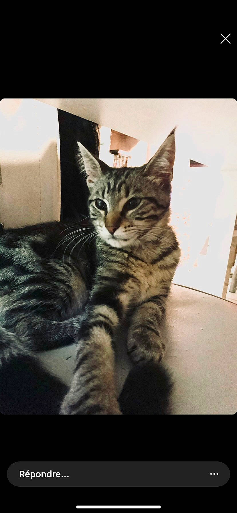 Palma a rejoint le concours — aidez-le/la à gagner de superbes lots ! box, carnivore, cat, claw, comfort, domestic_short_haired_cat, felidae, foot, fur, metal, paw, rectangle, sitting, small_to_medium_sized_cats, square, tail, terrestrial_animal, whiskers, wildlife