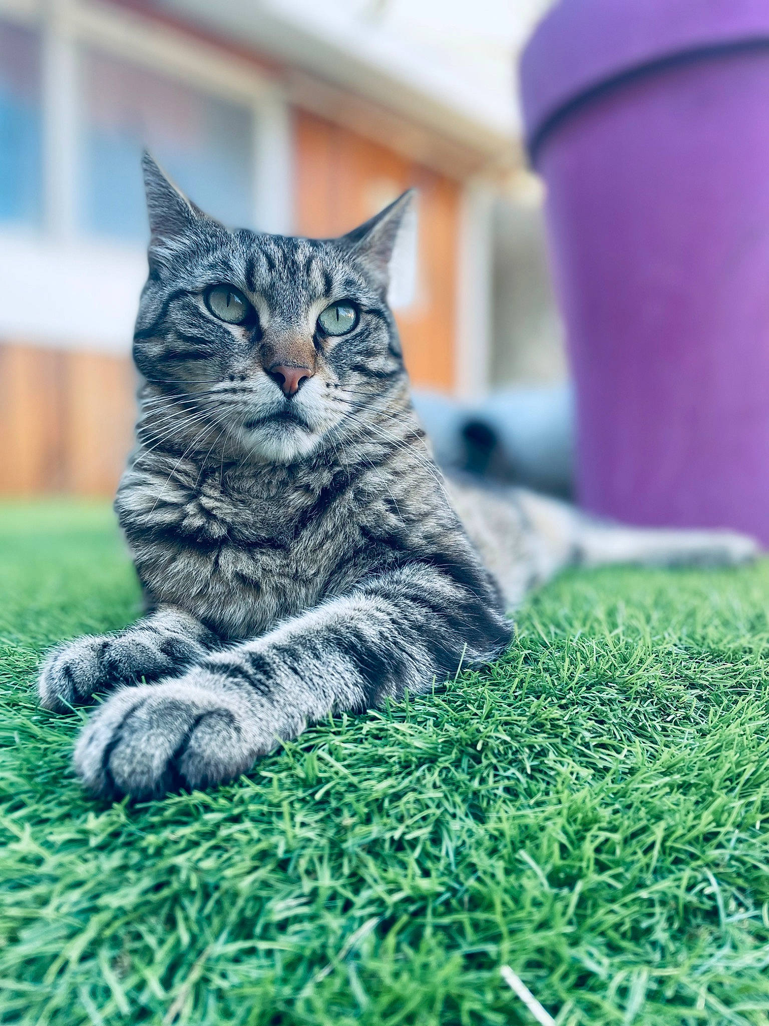 Palma a rejoint le concours — aidez-le/la à gagner de superbes lots ! carnivore, cat, cylinder, domestic_short_haired_cat, felidae, fur, grass, grey, groundcover, morning, plant, sitting, small_to_medium_sized_cats, snout, tail, terrestrial_animal, tree, whiskers, wildlife, wood