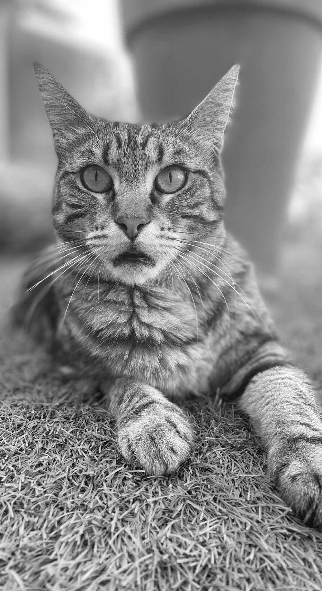 Palma participe au concours pour gagner de l'argent avec cette photo : black_and_white, carnivore, cat, claw, domestic_short_haired_cat, felidae, fur, grass, grey, monochrome, monochrome_photography, paw, small_to_medium_sized_cats, snout, stock_photography, style, terrestrial_animal, tree, whiskers, wildlife