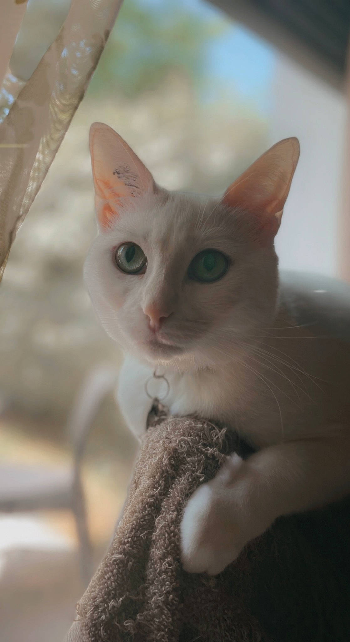 Suna participe au concours pour gagner de l'argent avec cette photo : carnivore, cat, claw, close_up, domestic_short_haired_cat, ear, eyelash, fawn, felidae, fur, iris, paw, small_to_medium_sized_cats, tail, terrestrial_animal, whiskers, window