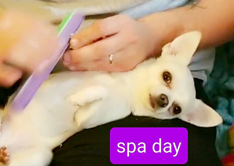 Gypsy joined the competition — help win amazing prizes! canidae, carnivore, companion_dog, dog, dog_breed, ear, eye, eyelash, fawn, fictional_character, finger, fur, gesture, jaw, nail, snout, thumb, toy, trunk, working_animal