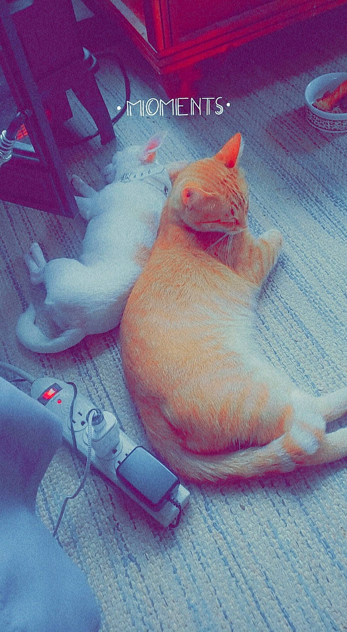 Gypsy is registered to the contest to win money with this photo: carnivore, cat, comfort, fawn, felidae, flooring, font, foot, fur, happy, human_leg, internet_meme, nail, paw, peach, pink, small_to_medium_sized_cats, tail, toy, whiskers