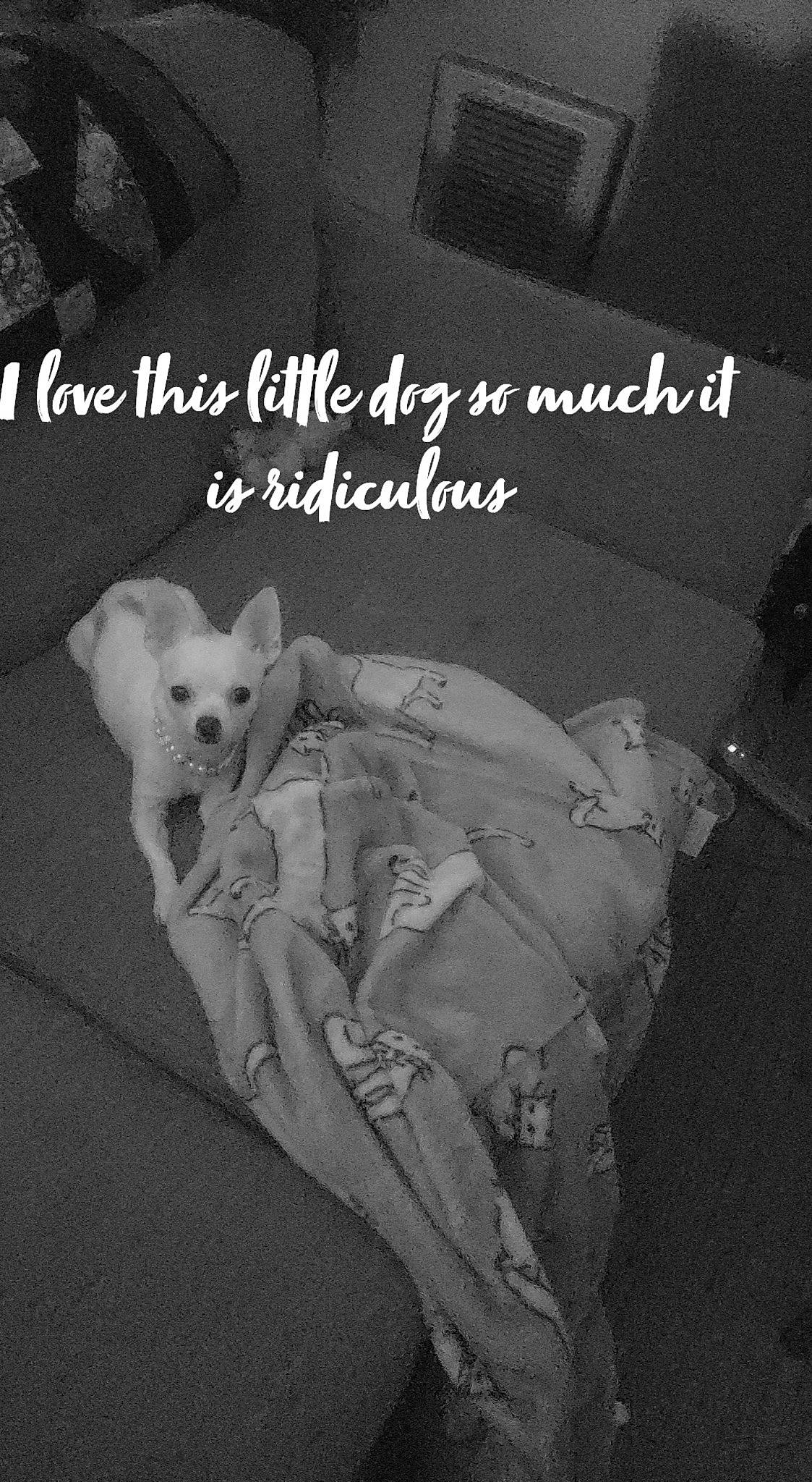 Gypsy joined the competition — help win amazing prizes! art, black_and_white, carnivore, companion_dog, darkness, dog, dog_breed, felidae, fictional_character, font, happy, monochrome, monochrome_photography, photo_caption, publication, style, tail, toy, toy_dog, whiskers