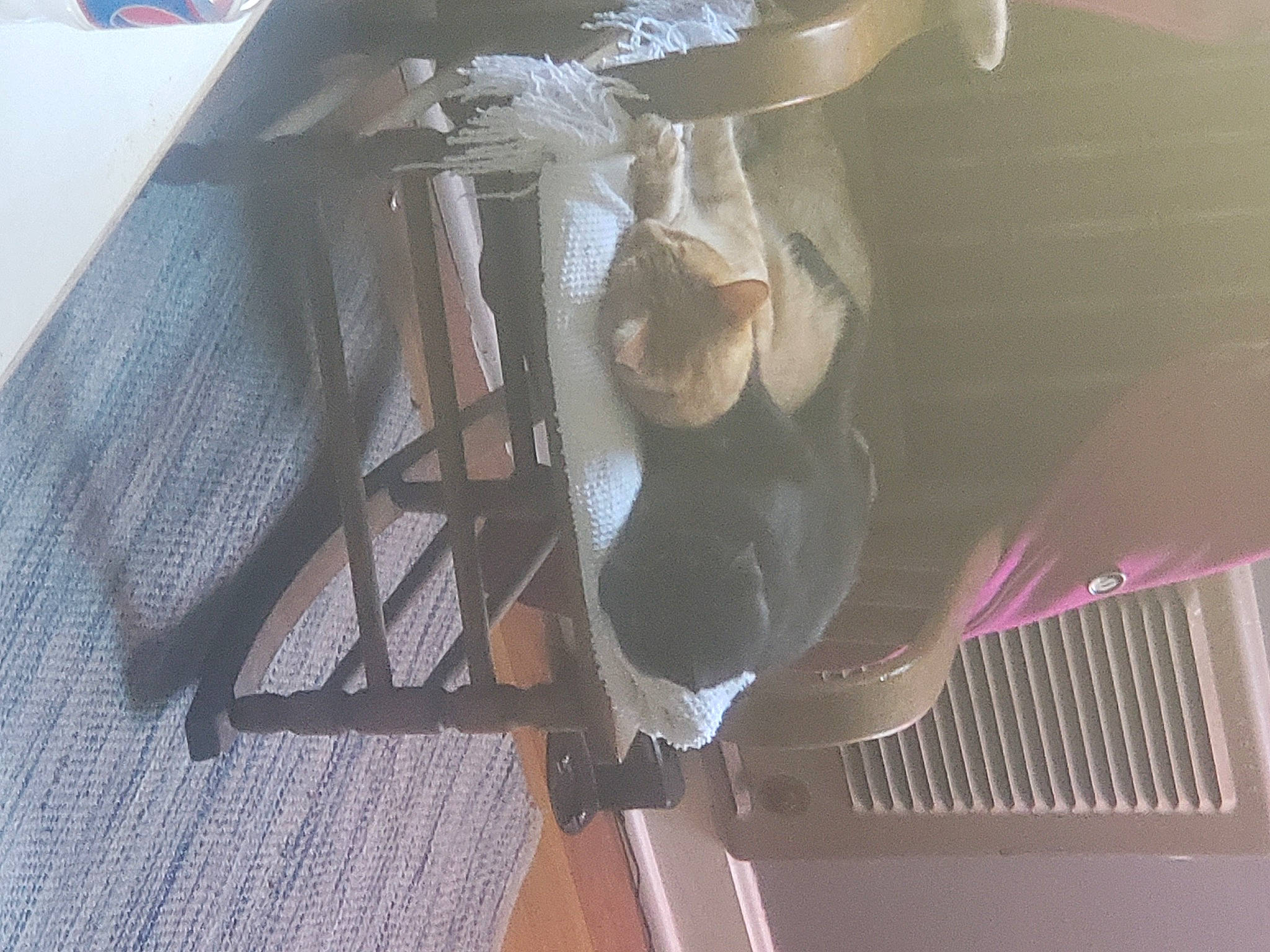 Rikki joined the competition — help win amazing prizes! audio_equipment, auto_part, automotive_design, automotive_exterior, ceiling, flooring, hardwood, magenta, metal, pattern, plastic, rim, room, steel, tints_and_shades, wing, wire, wood