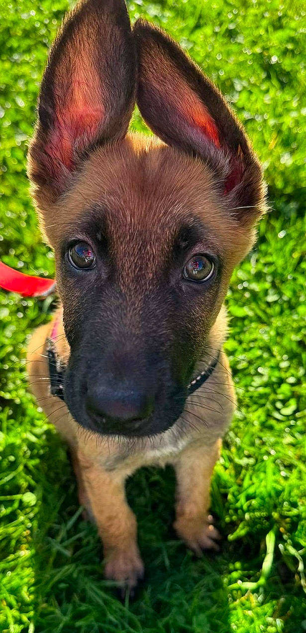 Kaipo a rejoint le concours — aidez-le/la à gagner de superbes lots ! canidae, carnivore, collar, companion_dog, dog, dog_breed, dog_collar, fawn, fur, grass, hunting_dog, liver, plant, snout, sporting_group, terrestrial_animal, tree, whiskers, working_animal, working_dog