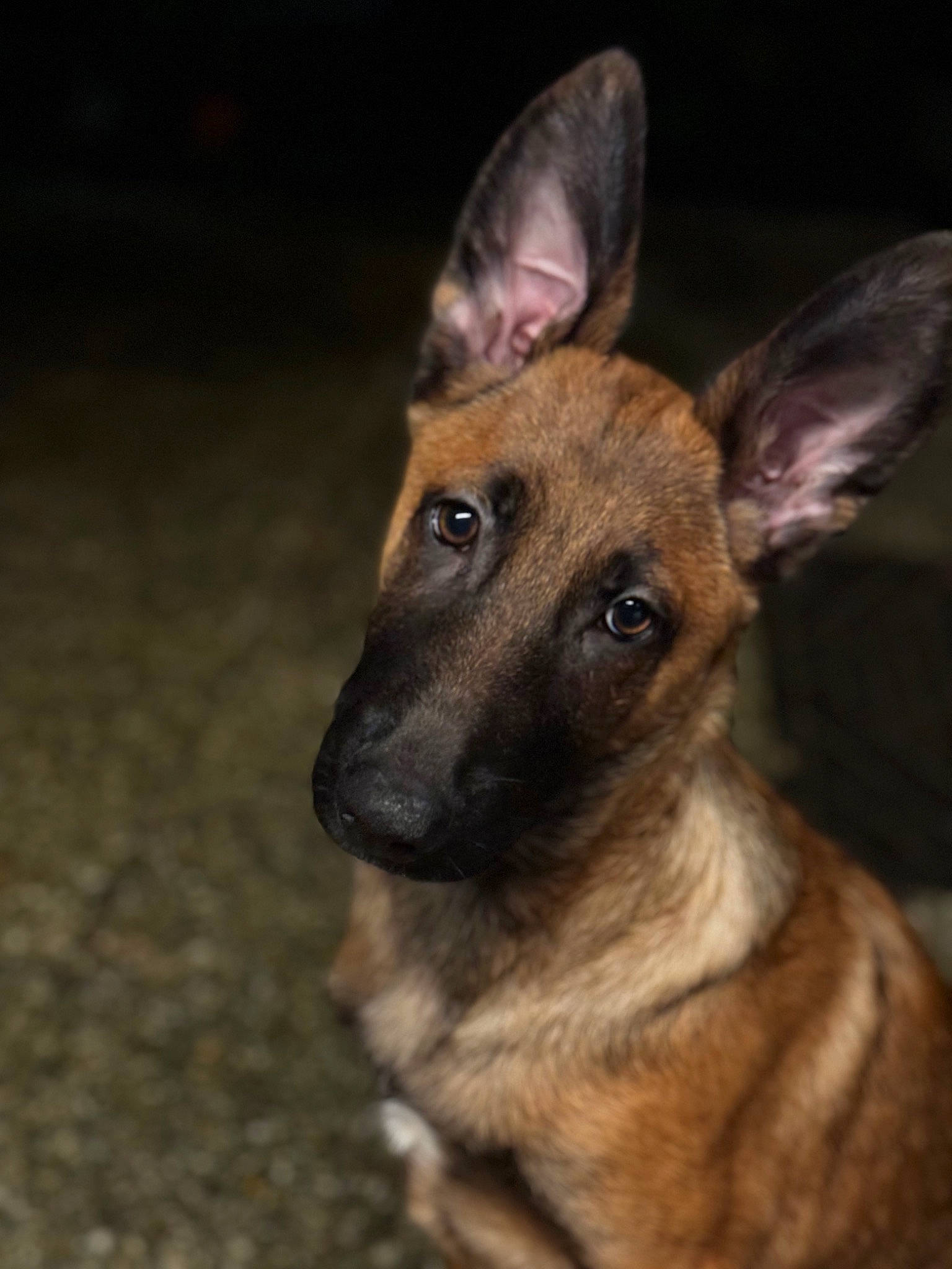 Kaipo participe au concours pour gagner de l'argent avec cette photo : canidae, carnivore, dog, dog_breed, event, fawn, fur, snout, terrestrial_animal, whiskers, wildlife, working_dog