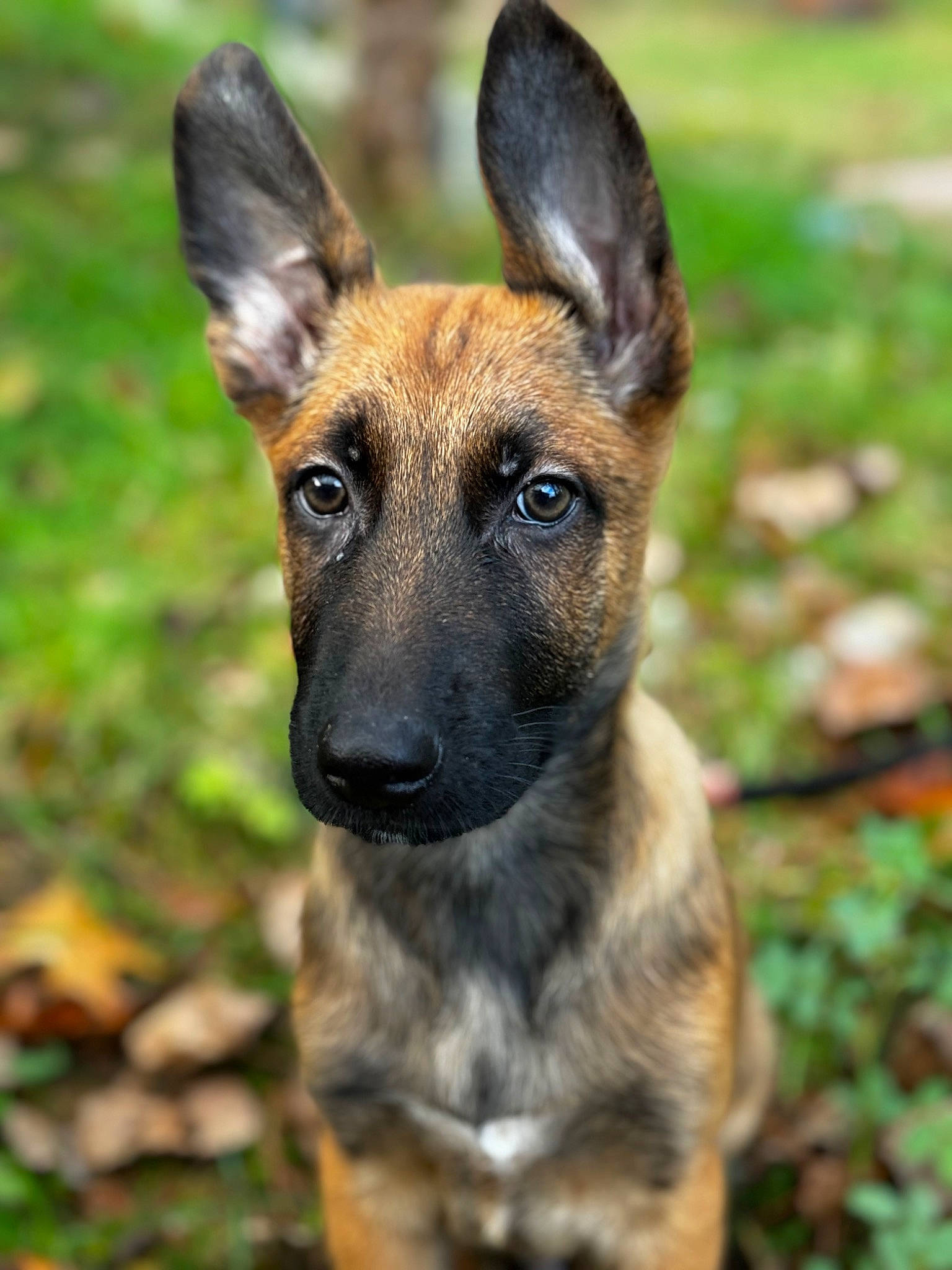 Kaipo participe au concours pour gagner de l'argent avec cette photo : balance, canidae, carnivore, collar, dog, dog_breed, eye, fawn, fur, german_shepherd_dog, grass, herding_dog, plant, snout, sporting_group, terrestrial_animal, tree, whiskers, wildlife, working_dog