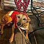 dog, reindeer_ears, red_sweater, leash, floor, indoor, brown_dog, plaid_pattern, metal_chair, holiday_costume, pet, animal, looking_up, resting, casual, cozy, expression, ears, decor, background