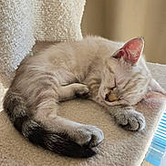 Luna participe au concours pour gagner de l'argent avec cette photo : kitten, sleeping, cat, feline, cozy, indoor, bed, soft, light, window, blinds, rest, fur, animal, pet, cute, relaxing, whiskers, paw, tail