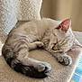 kitten, sleeping, cat, feline, cozy, indoor, bed, soft, light, window, blinds, rest, fur, animal, pet, cute, relaxing, whiskers, paw, tail