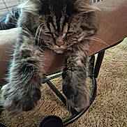 Emmett is registered to the contest to win money with this photo: cat, tabby, fluffy, sleeping, chair, cushion, carpet, indoor, pet, animal, feline, relaxed, paw, fur, whiskers, resting, closeup, cute, domestic, cozy
