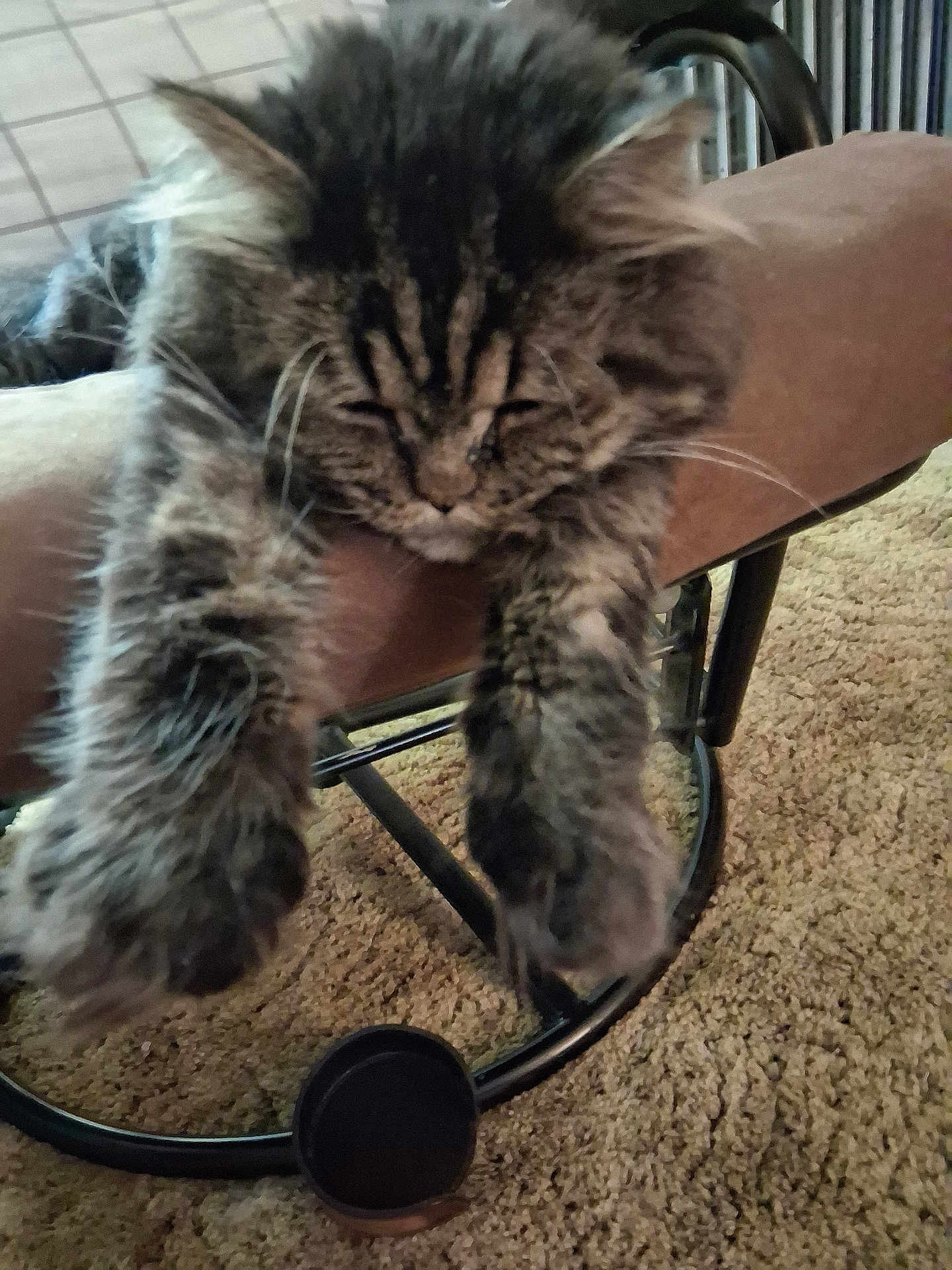 Emmett is registered to the contest to win money with this photo: cat, tabby, fluffy, sleeping, chair, cushion, carpet, indoor, pet, animal, feline, relaxed, paw, fur, whiskers, resting, closeup, cute, domestic, cozy