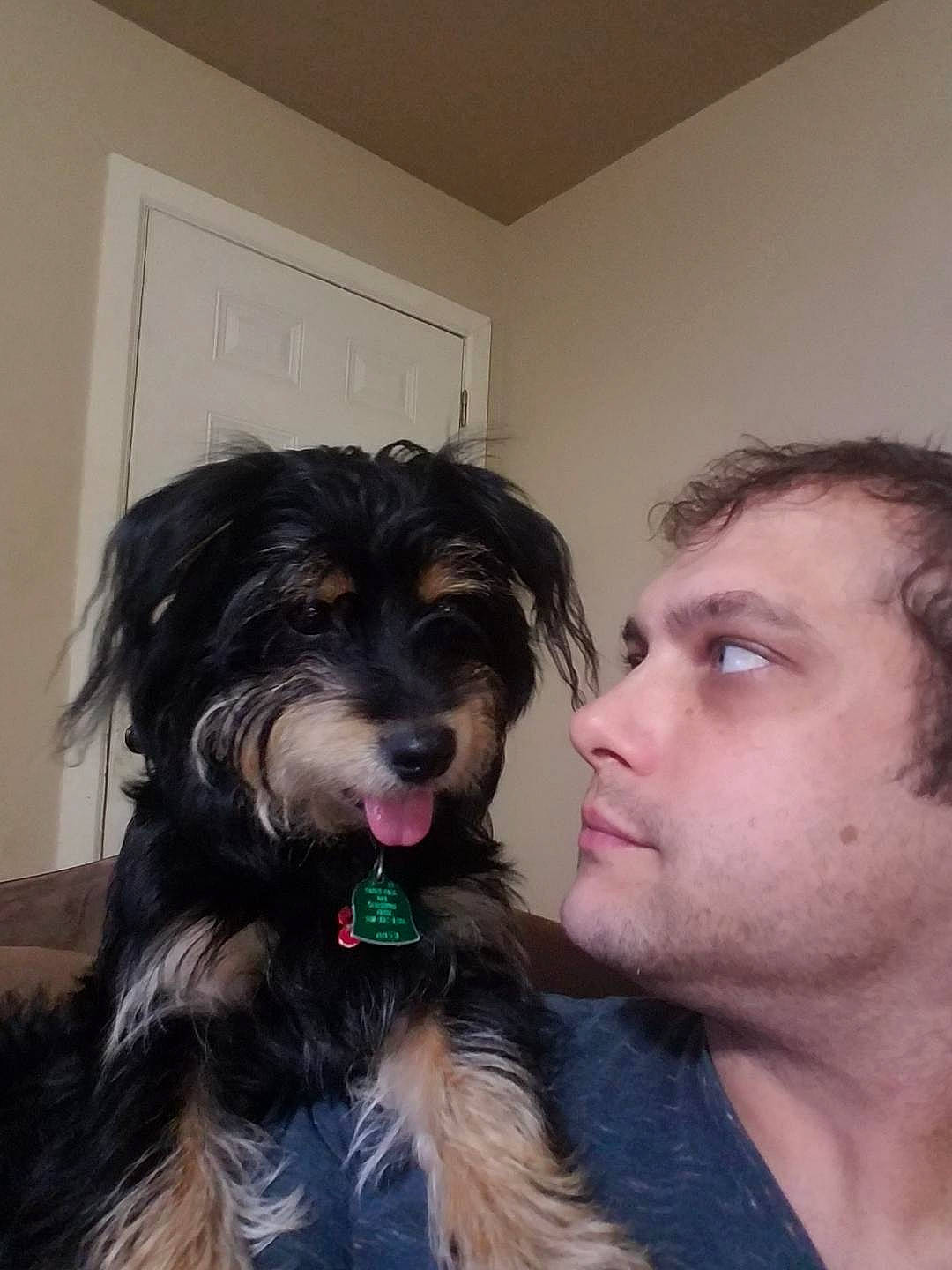 Rocky joined the competition — help win amazing prizes! cairn_terrier, canidae, carnivore, catalan_sheepdog, companion_dog, dog, dog_breed, fur, hairstyle, havanese, mammal, morkie, puppy_love, schnoodle, selfie, terrier, tibetan_terrier