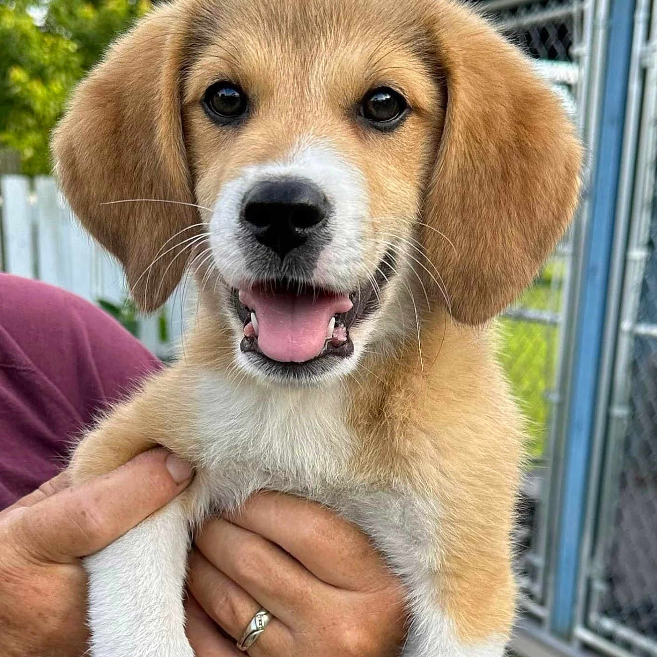 Cooper joined the competition — help win amazing prizes! accessories, animal, beagle, canine, den, dog, goldenretriever, hound, husky, indoors, jewelry, labradorretriever, pet, puppy, racket, ring, snout, sport, tennis, tennisracket