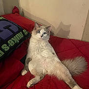 Smoky is registered to the contest to win money with this photo: cat, fluffy, bed, red_bedspread, shadow, relaxed, indoor, feline, pet, animal, wall, cozy, cute, resting, looking, ears, tail, paw, fur, home