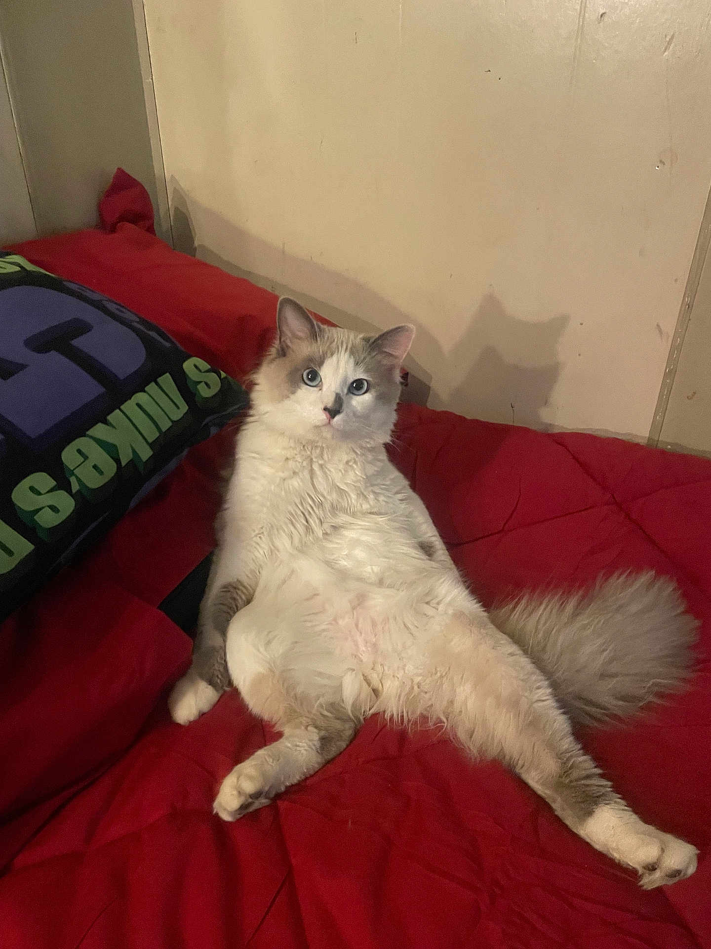 Smoky is registered to the contest to win money with this photo: cat, fluffy, bed, red_bedspread, shadow, relaxed, indoor, feline, pet, animal, wall, cozy, cute, resting, looking, ears, tail, paw, fur, home