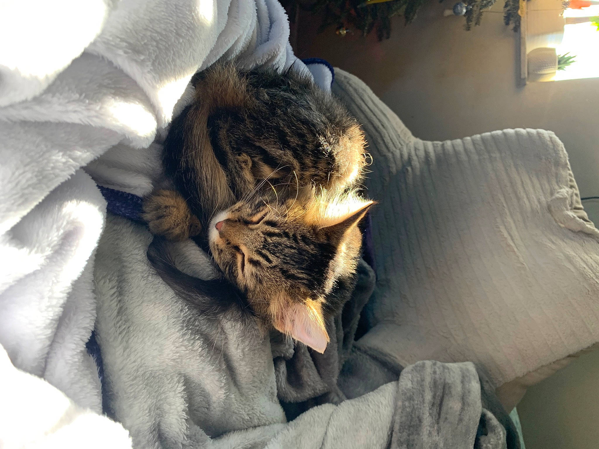 Gretchen joined the competition — help win amazing prizes! bed, bed_sheet, bedding, carnivore, cat, comfort, fawn, felidae, fur, grey, houseplant, linens, nap, plant, room, small_to_medium_sized_cats, tail, textile, whiskers, window