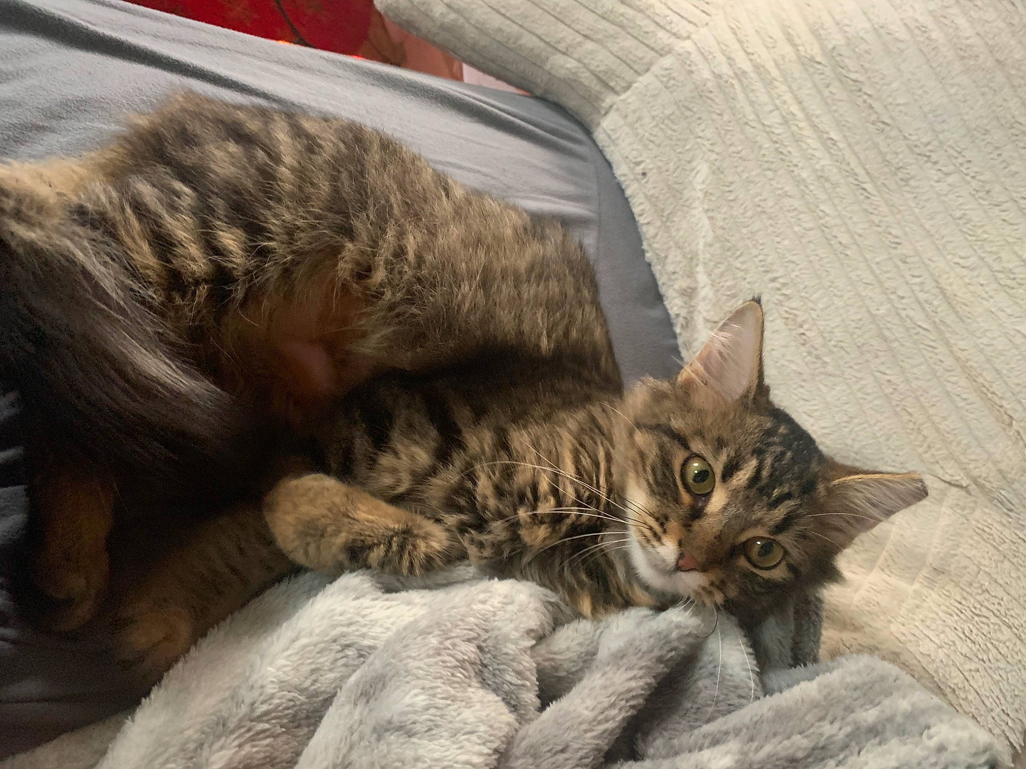 Gretchen is registered to the contest to win money with this photo: carnivore, cat, claw, comfort, domestic_short_haired_cat, fawn, felidae, fur, nap, paw, sand, sleep, small_to_medium_sized_cats, snout, tail, terrestrial_animal, whiskers, wildlife