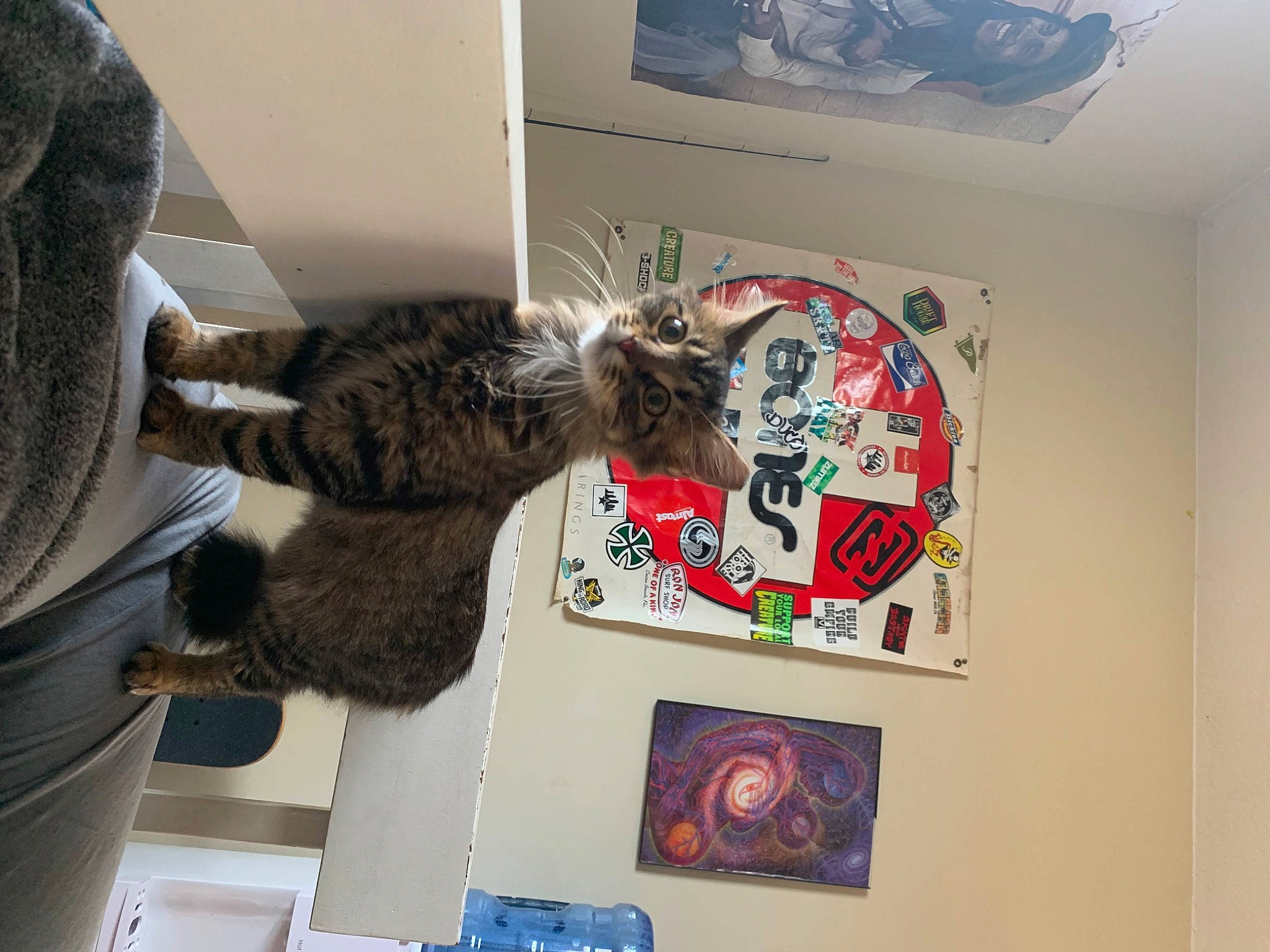 Gretchen is registered to the contest to win money with this photo: art, cat, comfort, domestic_short_haired_cat, felidae, fur, natural_material, room, shelf, small_to_medium_sized_cats, tail, visual_arts, whiskers