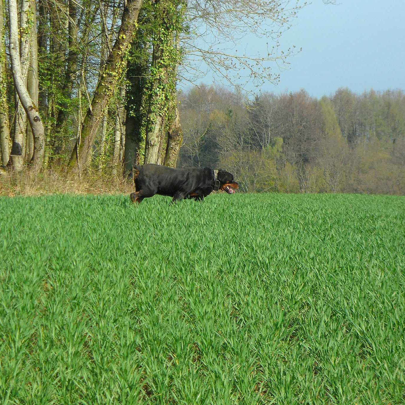 Urka