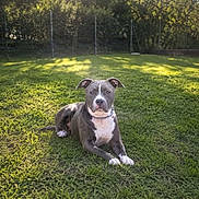 Valkane participe au concours pour gagner de l'argent avec cette photo : dog, grass, outdoor, sunlight, nature, pet, animal, lawn, greenery, relaxing, canine, daylight, fence, tree, park, collar, summer, quiet, peaceful, domestic_animal