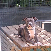 Valkane a rejoint le concours — aidez-le/la à gagner de superbes lots ! dog, animal, outdoor, picnic_table, wood, fence, greenery, pet, canine, resting, sunlight, nature, ears, collar, paw, face, looking, daylight, backyard, table