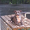 dog, animal, outdoor, picnic_table, wood, fence, greenery, pet, canine, resting, sunlight, nature, ears, collar, paw, face, looking, daylight, backyard, table